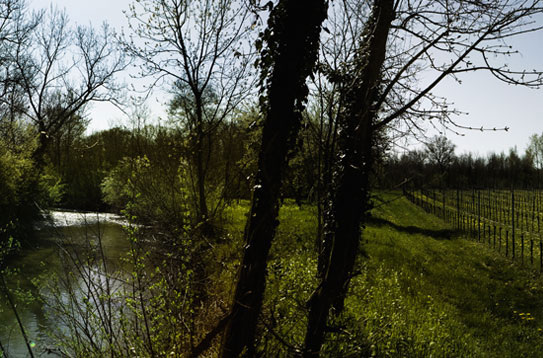 The River Judrio flowing alongside the Villanova del Judrio vineyard